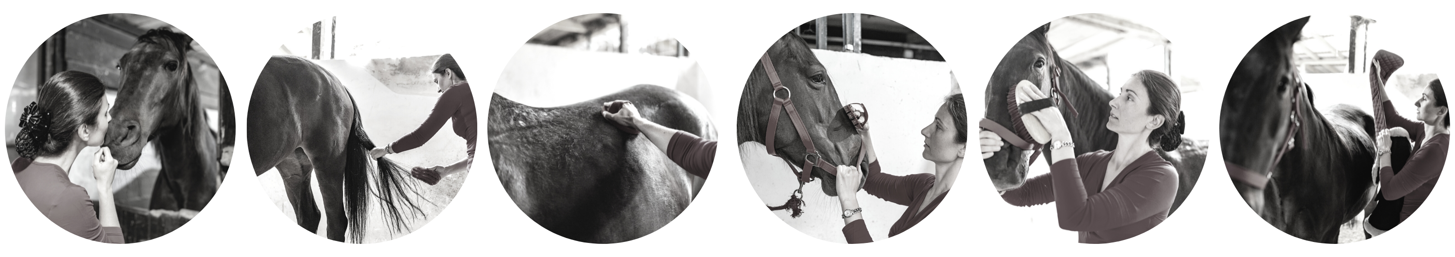 Equine Therapy