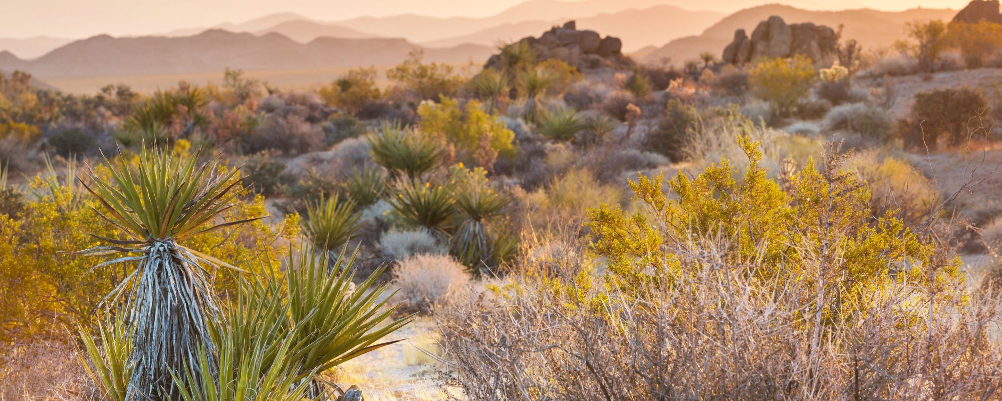 Does AHCCCS Cover Rehab? Arizona Medicaid and Addiction Treatment Explained